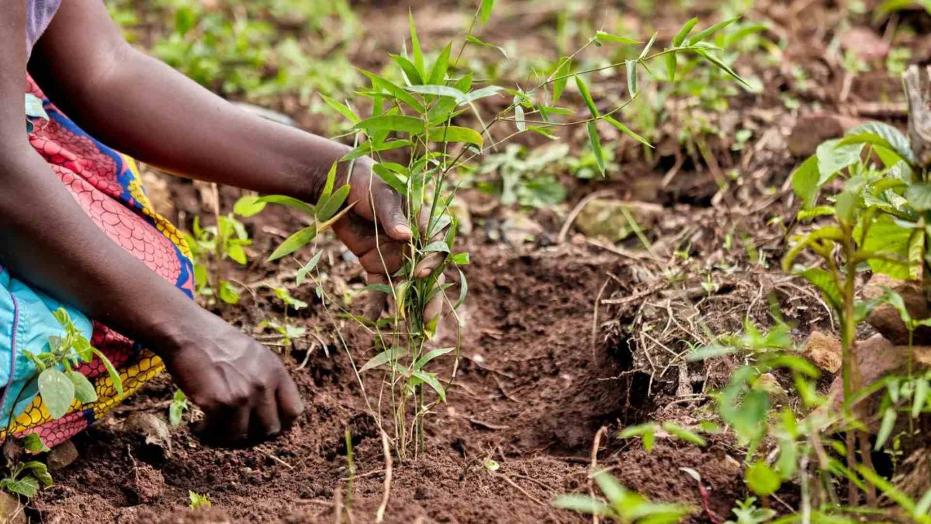 Bamboo Village Uganda 2024