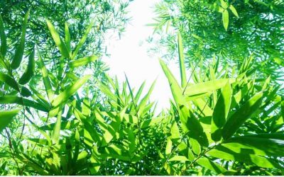 What’s the most popular variety of bamboo?