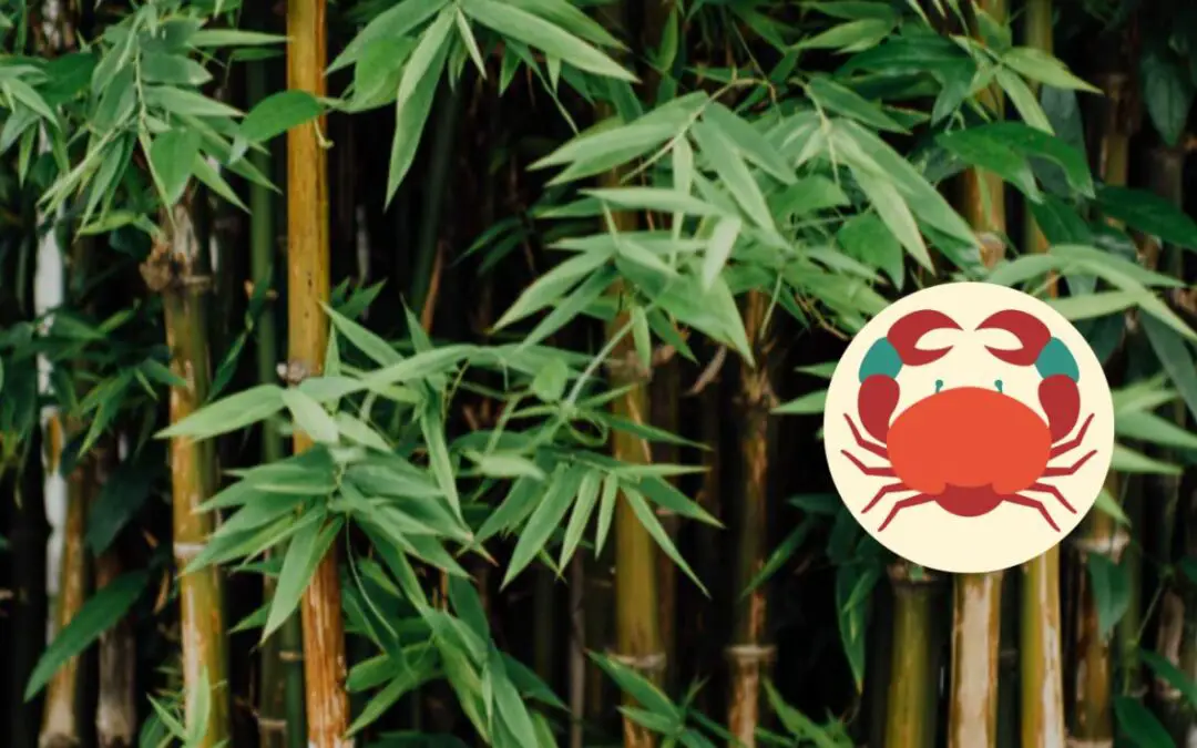 Bamboo and Astrology: In the sign of Cancer