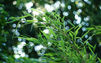 Bamboo and carbon sequestration: Saved by net zero