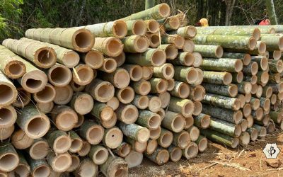 Why is bamboo hollow?