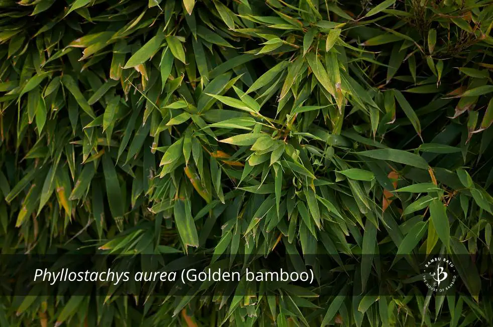 Phyllostachys aurea golden bamboo species