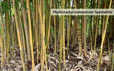 Phyllostachys aureosulcata: Yellow Groove Bamboo