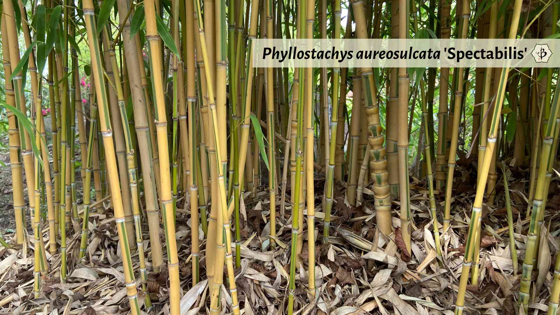 Phyllostachys aureosulcata Spectabilis Hornaday