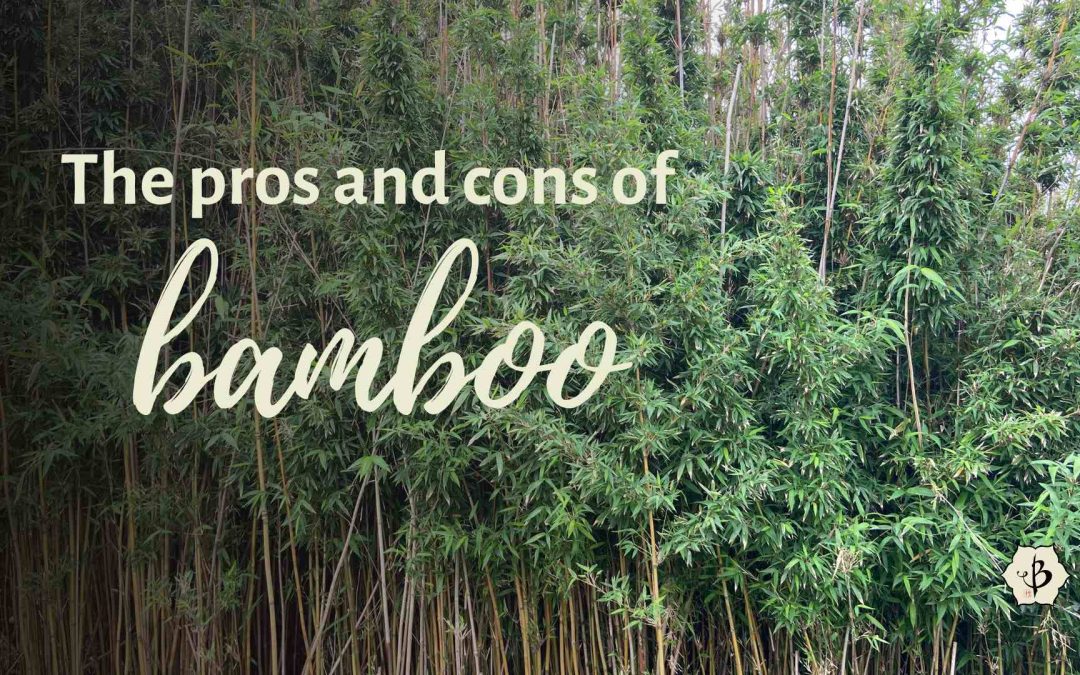 Pros and Cons of planting bamboo