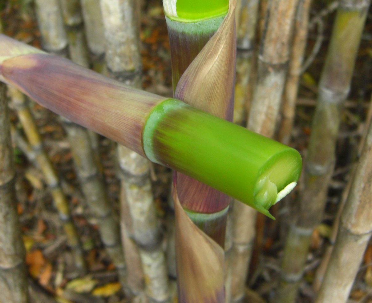 Solid bamboo chusquea quila