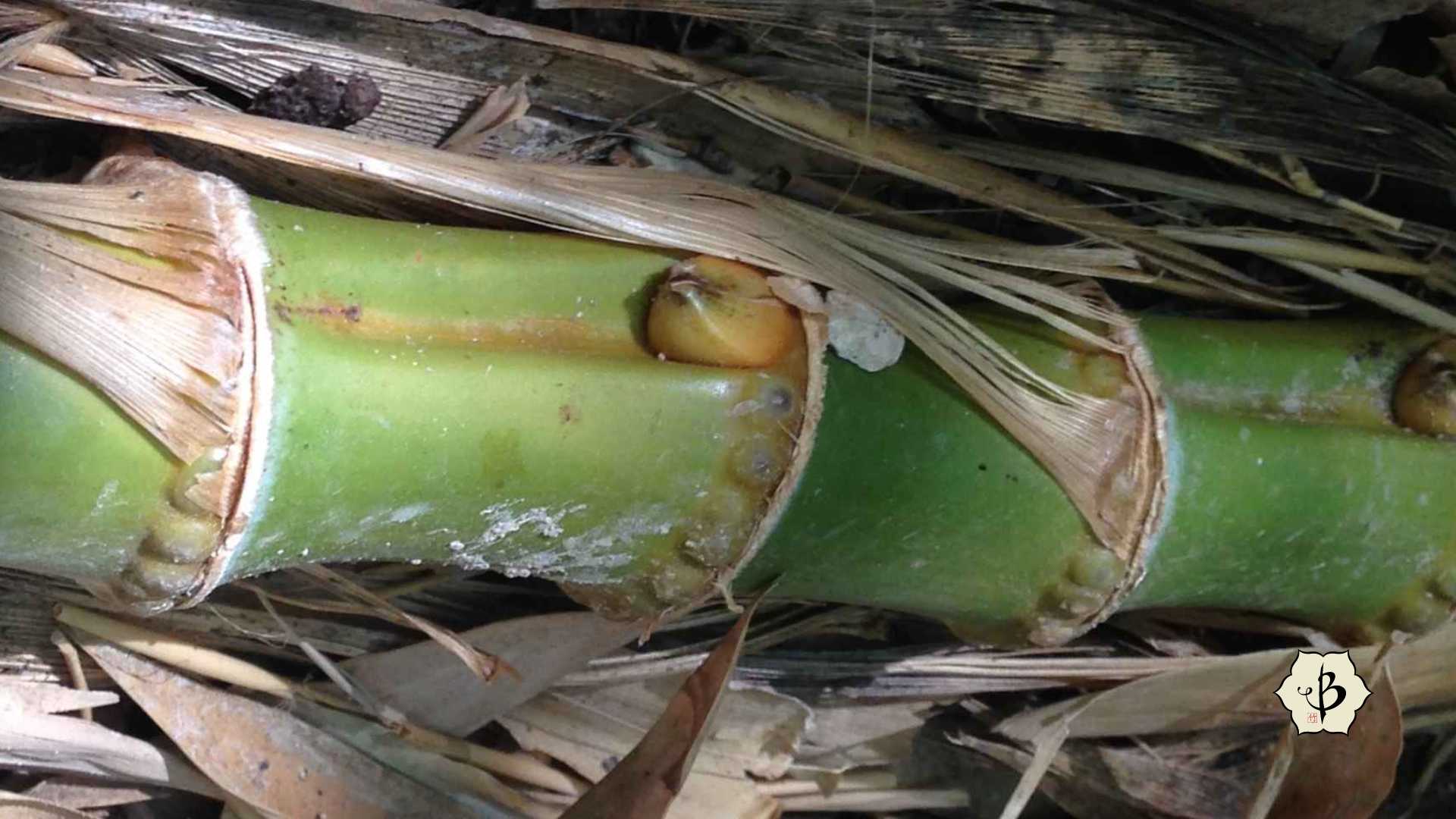 Sulcus groove on running rhizome