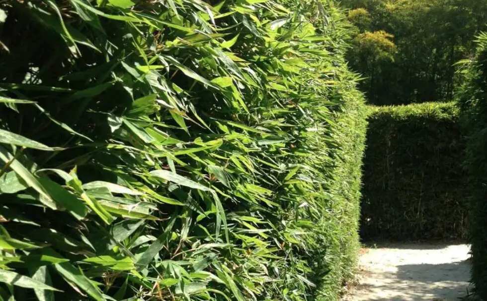 Best varieties of bamboo for a hedge or screen Bambu Batu