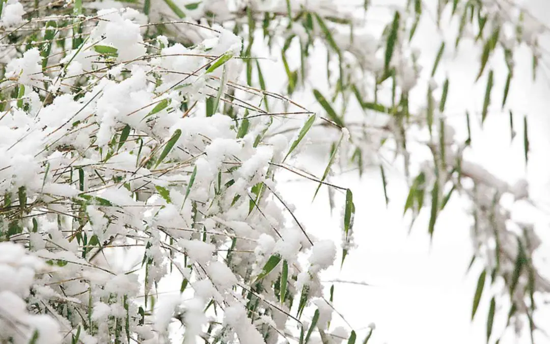 Bamboo in Canada and snow