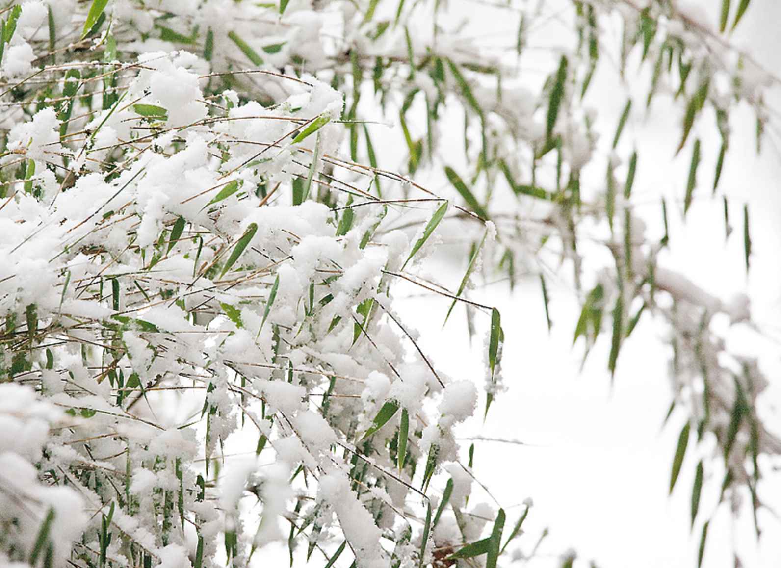Bamboo in Canada and snow