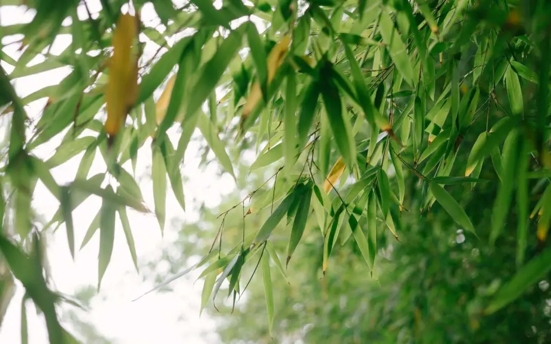 Growing bamboo in the shade: Suggested species