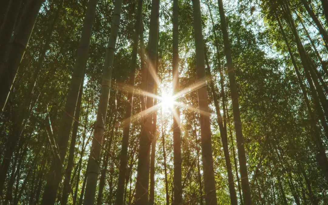 9 Reasons why bamboo is a more sustainable alternative Bambu Batu