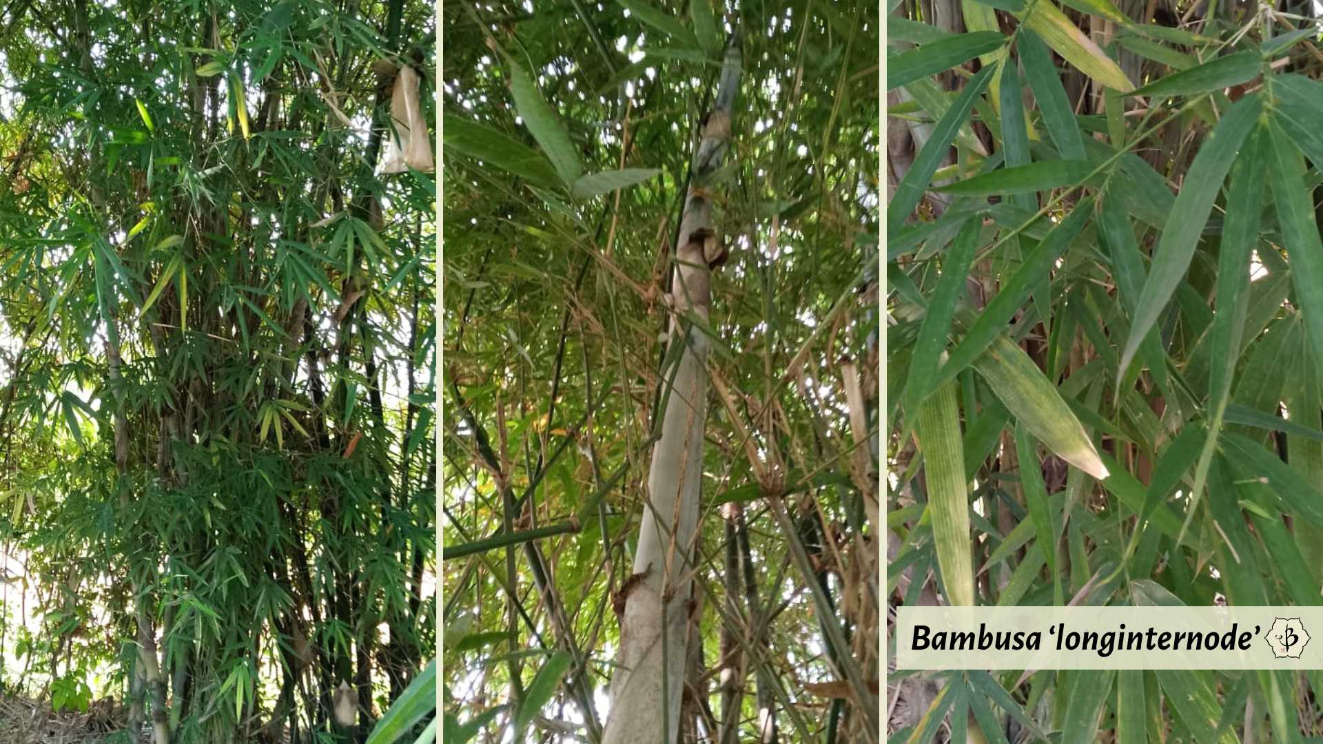 Bambusa Long internode Kenya gallery