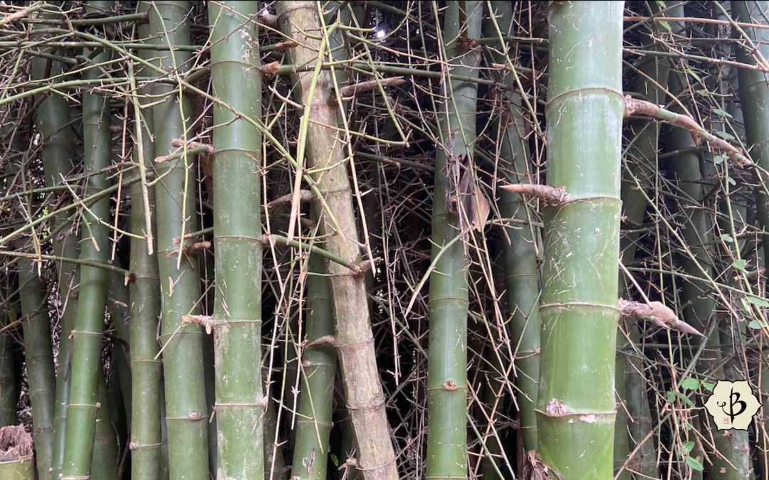 Bambusa blumeana Thorny bamboo Hornaday