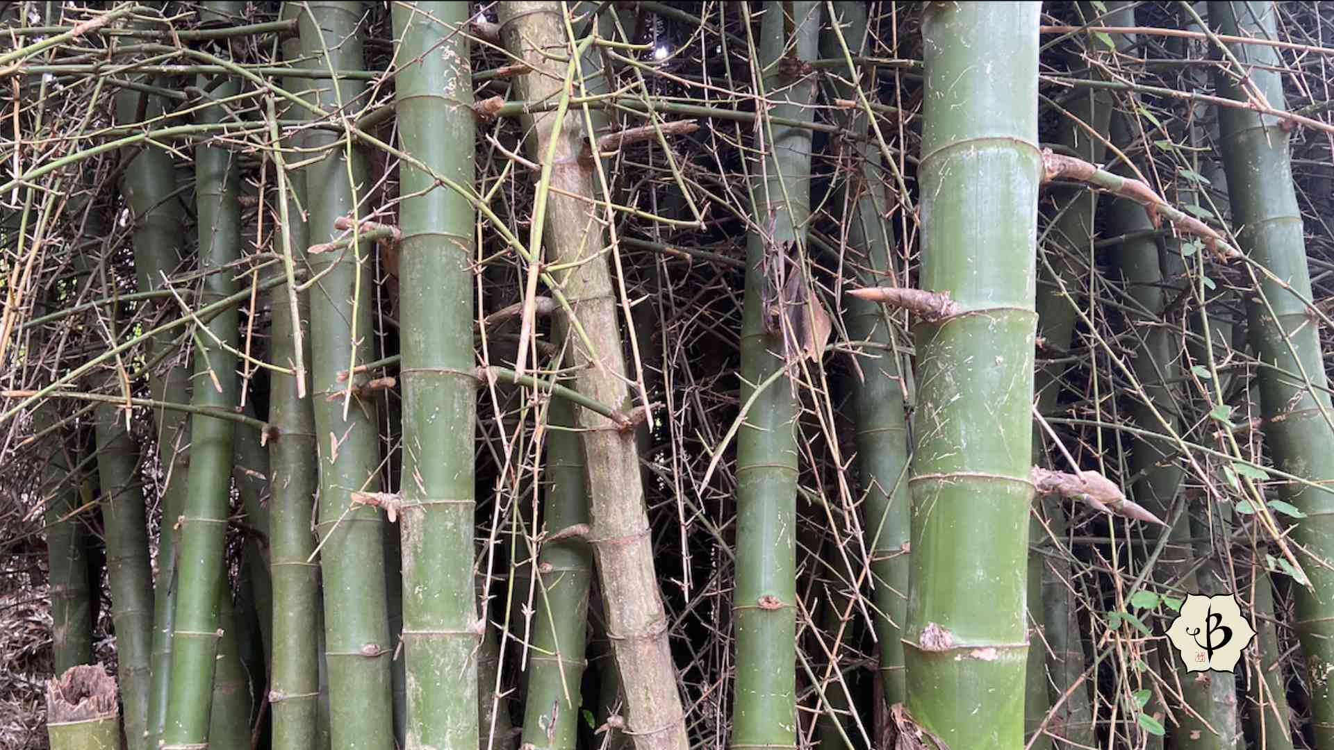 Bambusa blumeana Thorny bamboo Hornaday