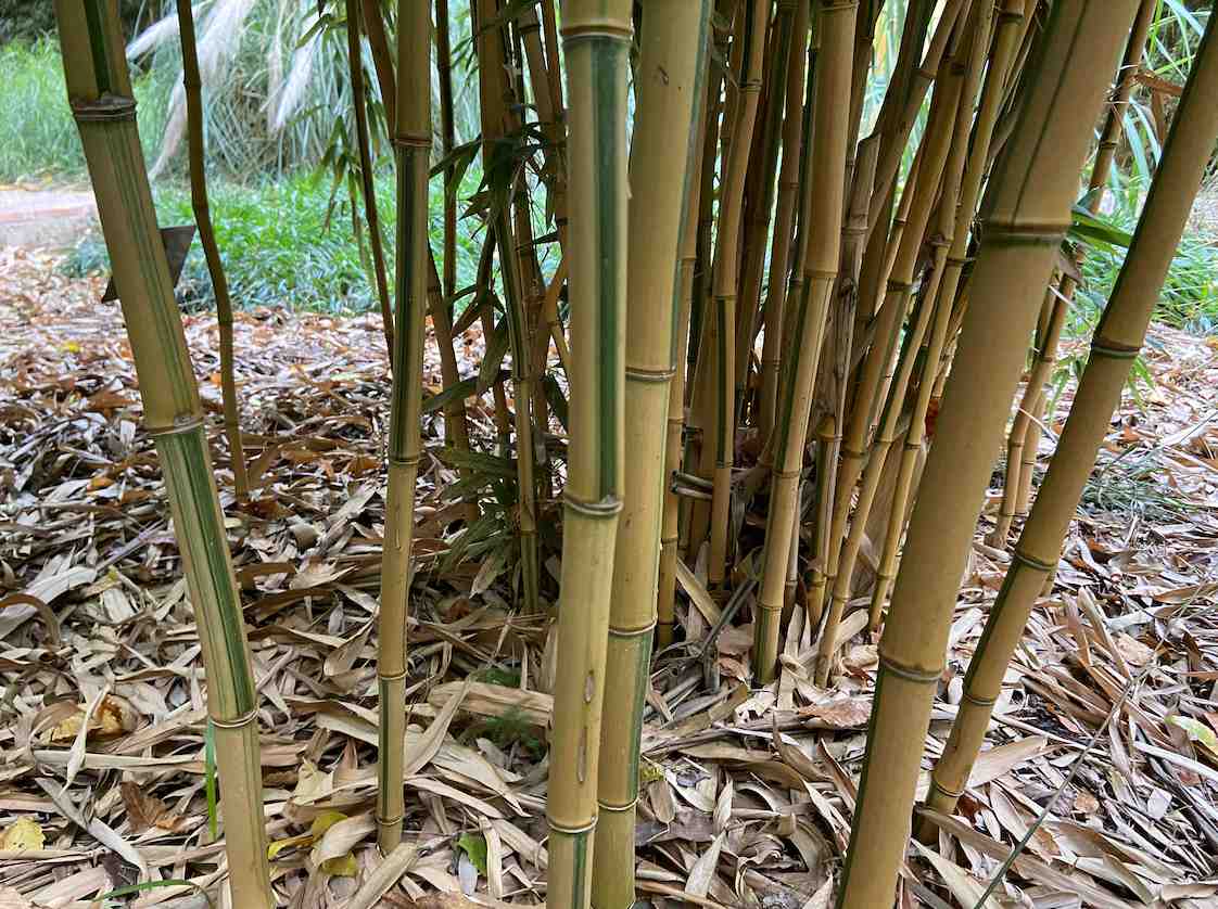 Bambusa multiplex Hornaday