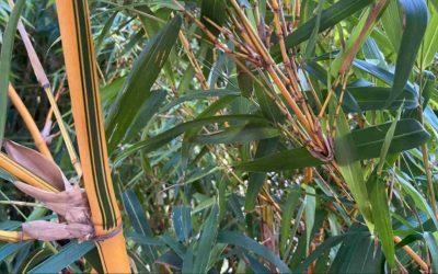 Bambusa vulgaris ‘Vittata’: Painted Bamboo