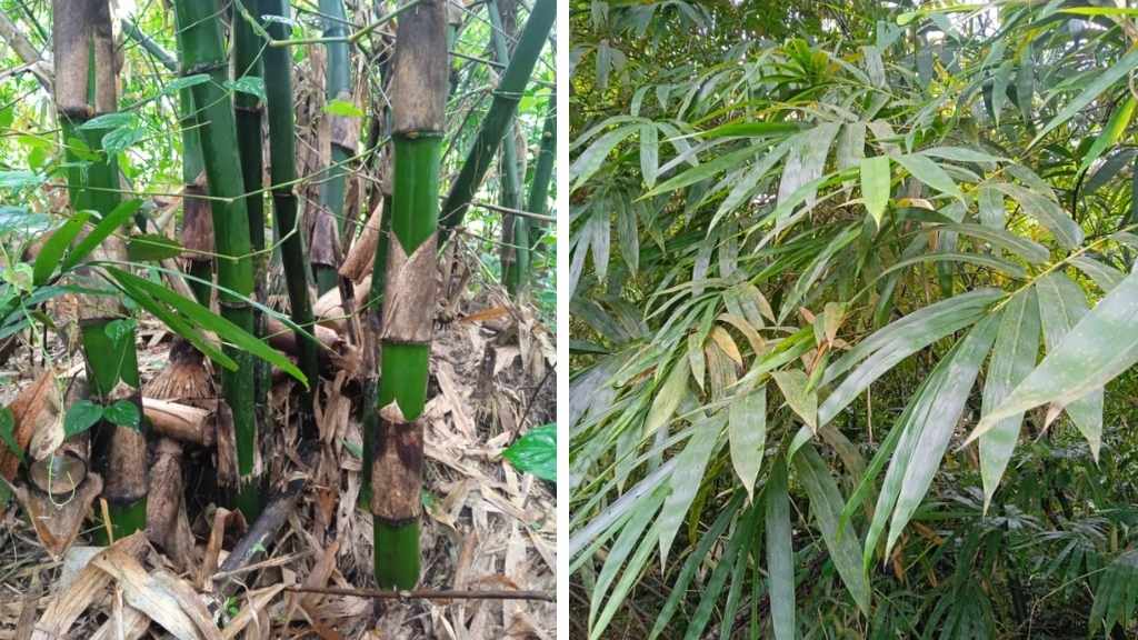 Bambusa vulgaris or Common bamboo
