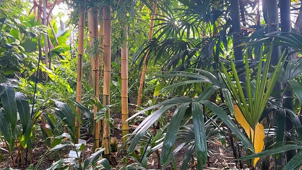 Common Bamboo: Frequent and familiar species