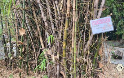 8 Most dangerous bamboo varieties to beware of