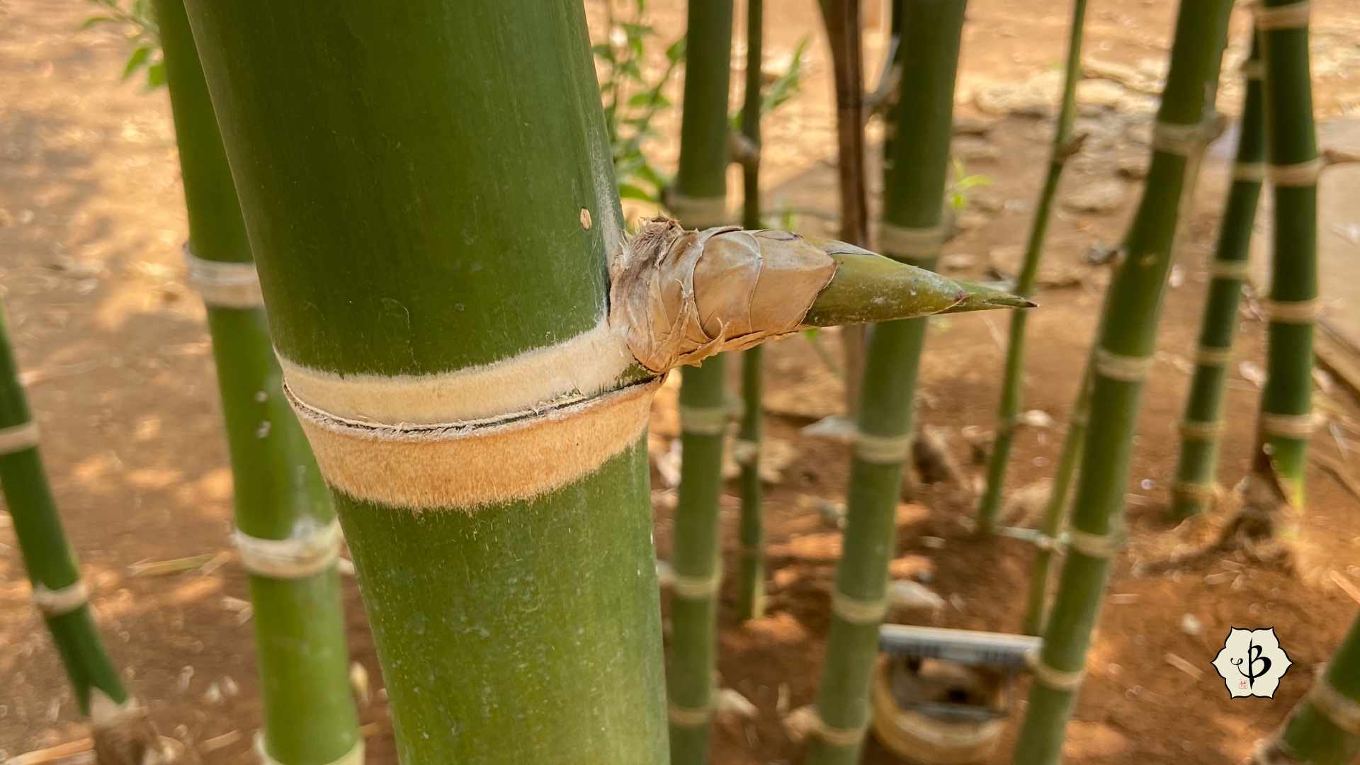 Guadua bamboo thorn