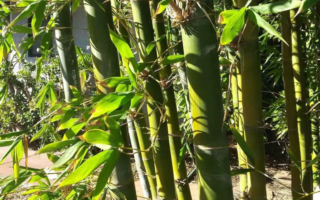 The most common kinds of bamboo