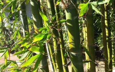 Bambusa oldhamii: Chinese timber bamboo