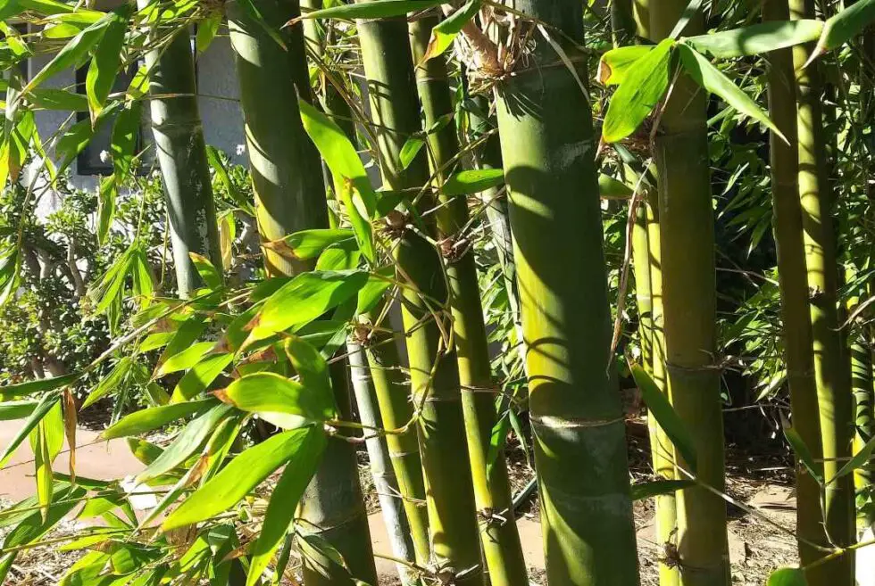 Common Bamboo Frequent and familiar species Bambu Batu