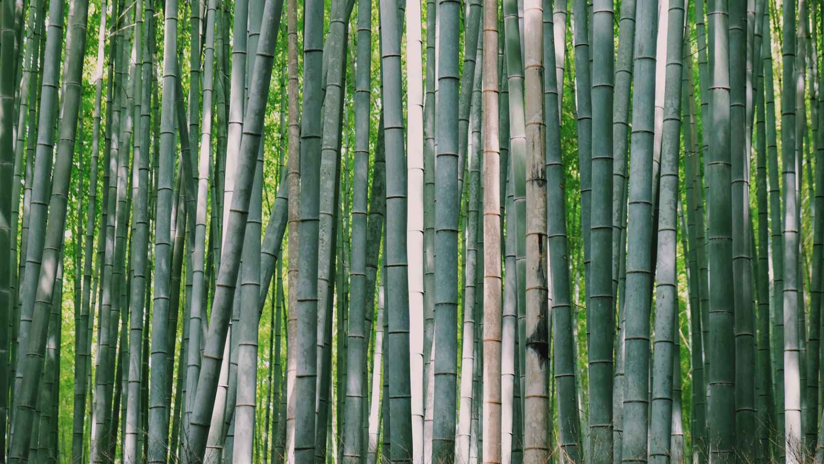 Most useful bamboo