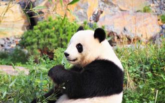 Pandas and Bamboo: Species for a specialized diet - Bambu Batu