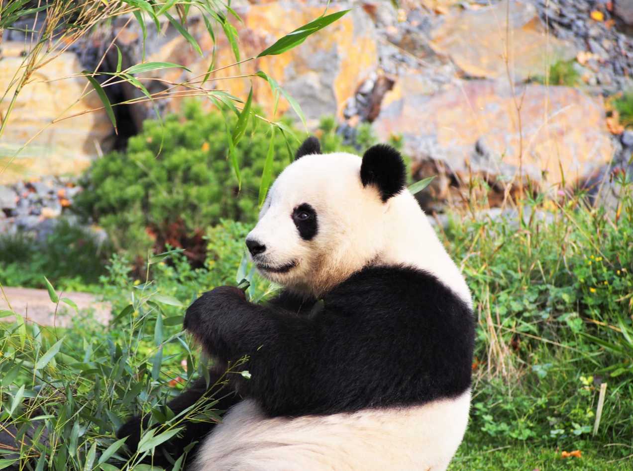 pandas eating bamboo