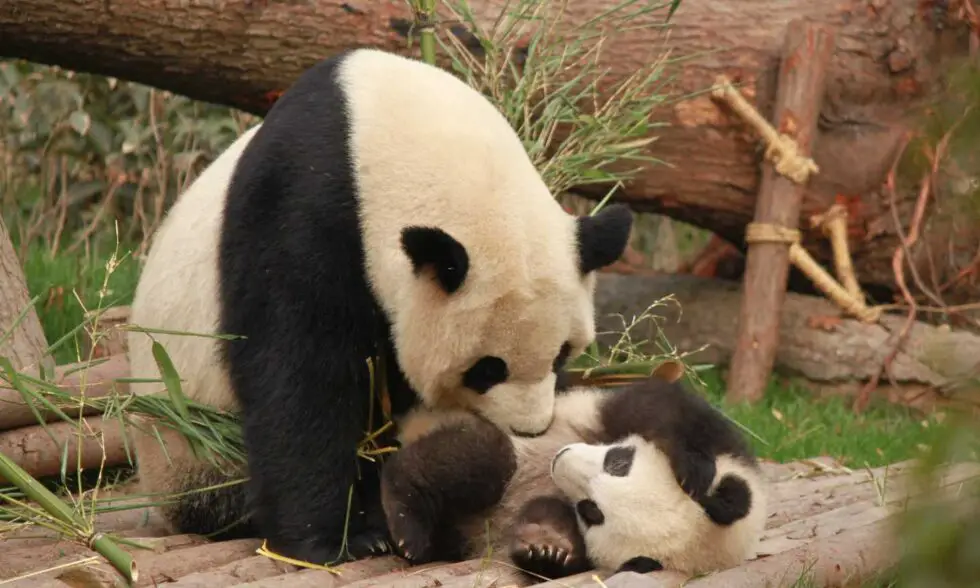 Pandas and Bamboo: Species for a specialized diet - Bambu Batu