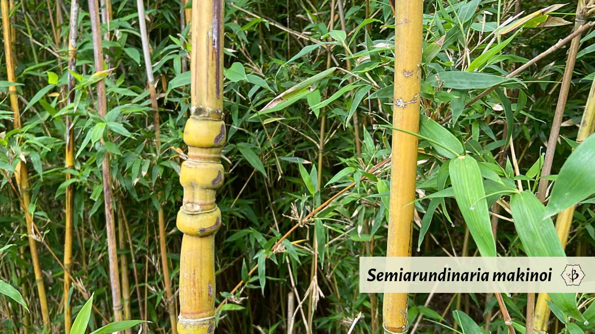 Semiarundinaria makinoi culms