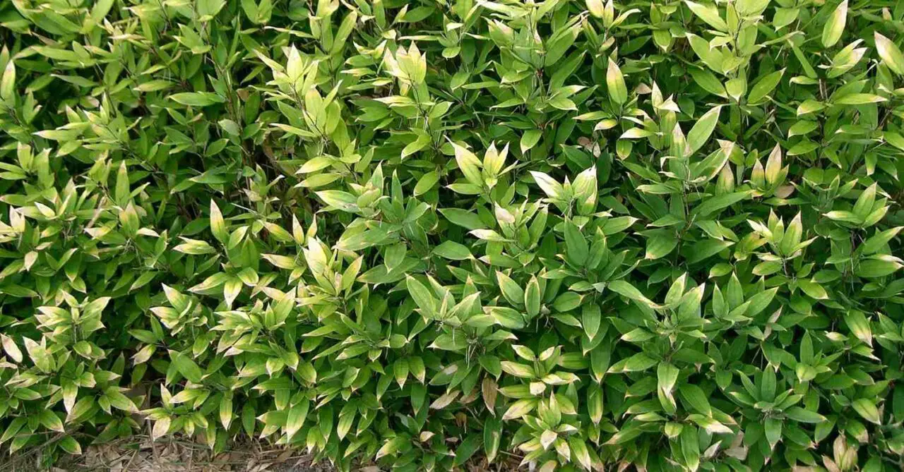 Best varieties of bamboo for a hedge or screen Bambu Batu