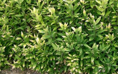 9 Rare and unusual bamboo varieties