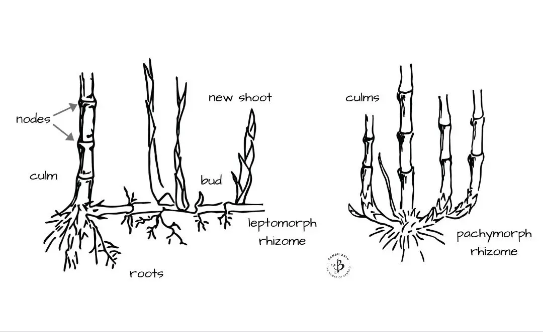 Bamboo anatomy: 9 Parts of the bamboo plant