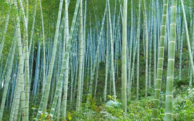 Growing bamboo for erosion control