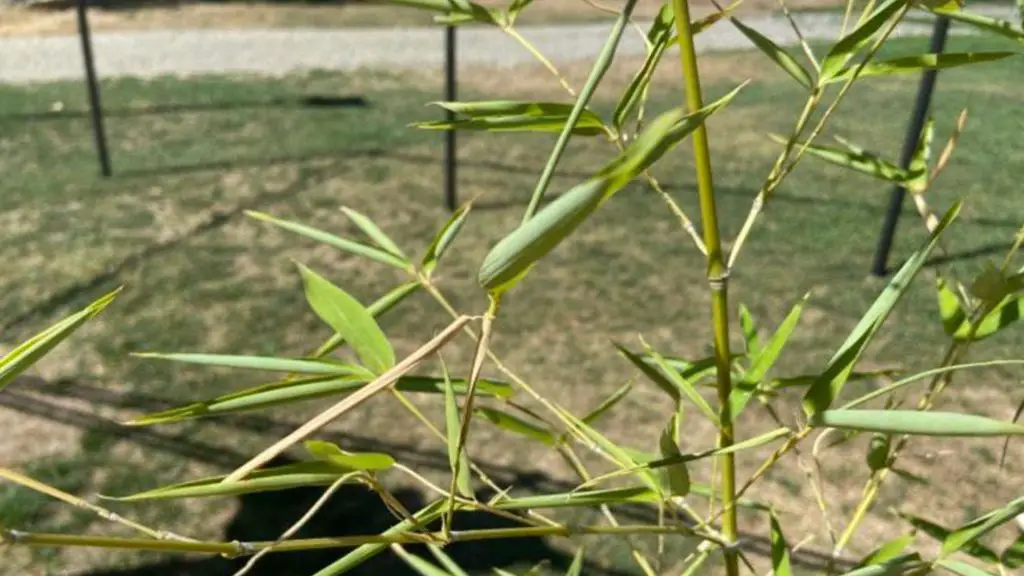 Bamboo leaf curl