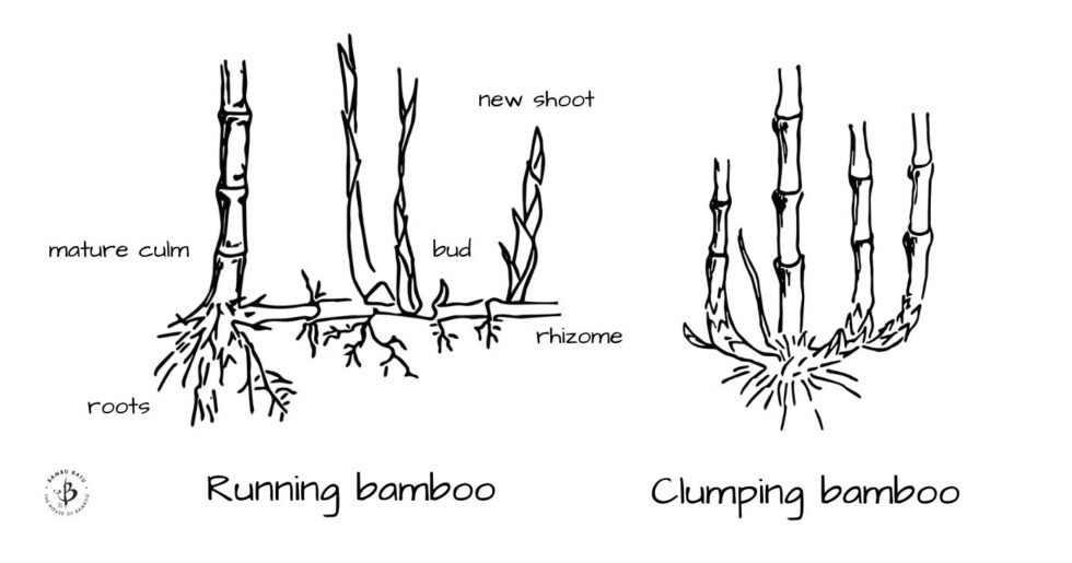 Best clumping bamboos: Never run again - Bambu Batu