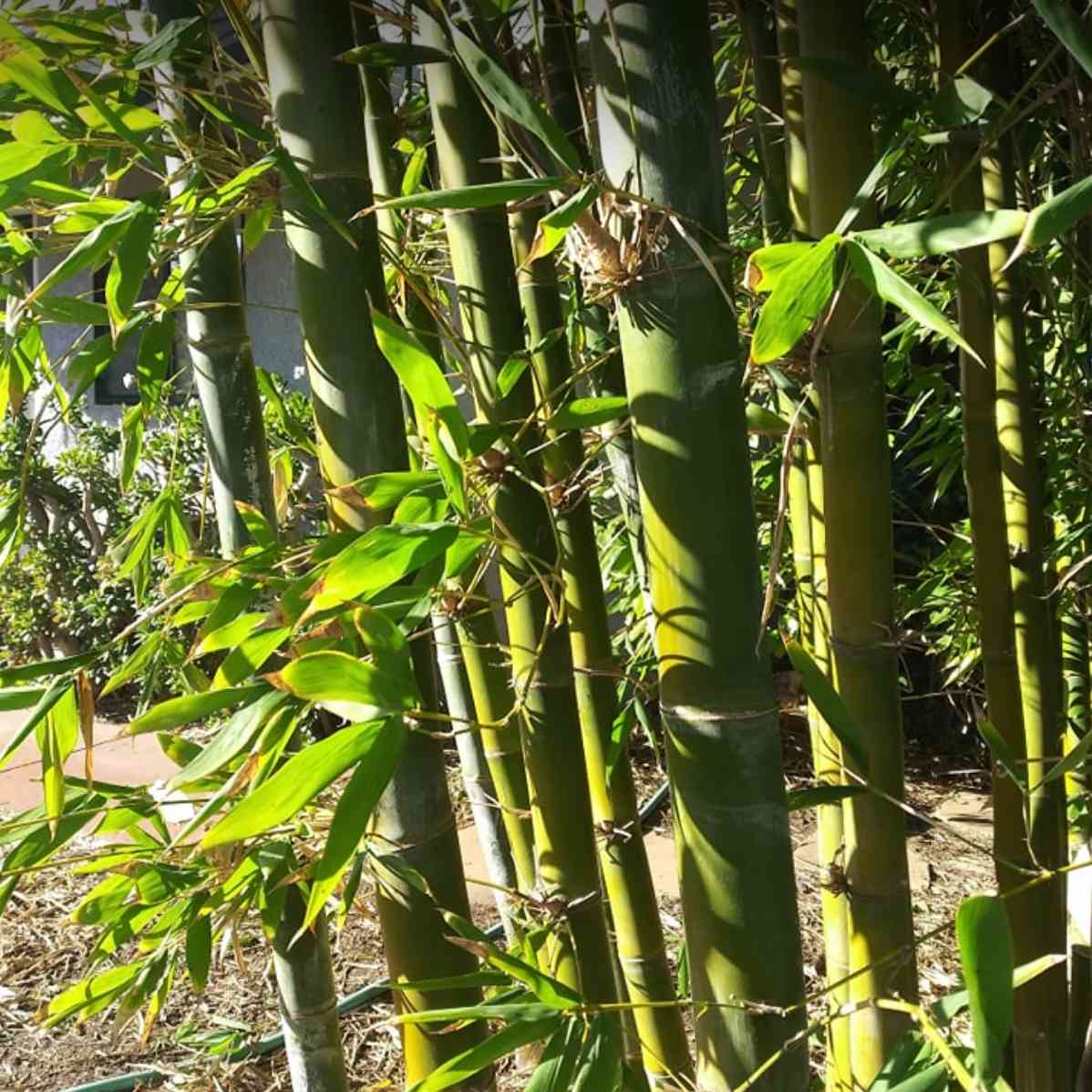 Bamboo story oldhamii sunlight
