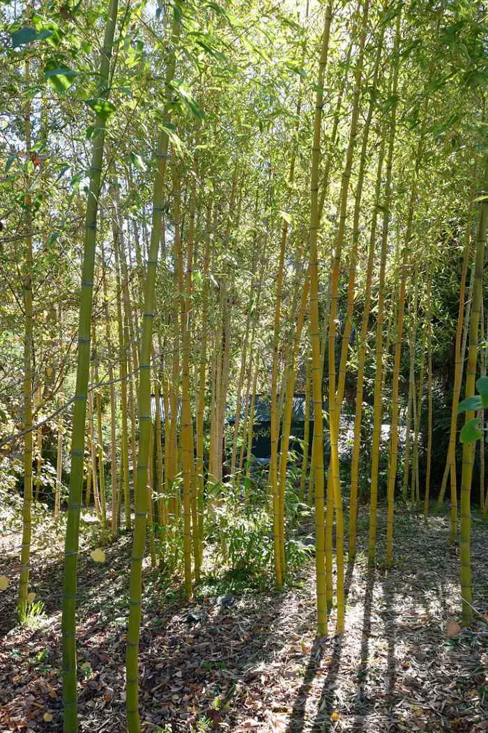 Bamboo story vivax