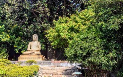 Bamboo Blessings: Good for the Earth, Good for the Soul