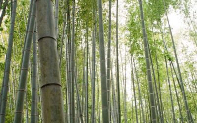 How long does bamboo live?