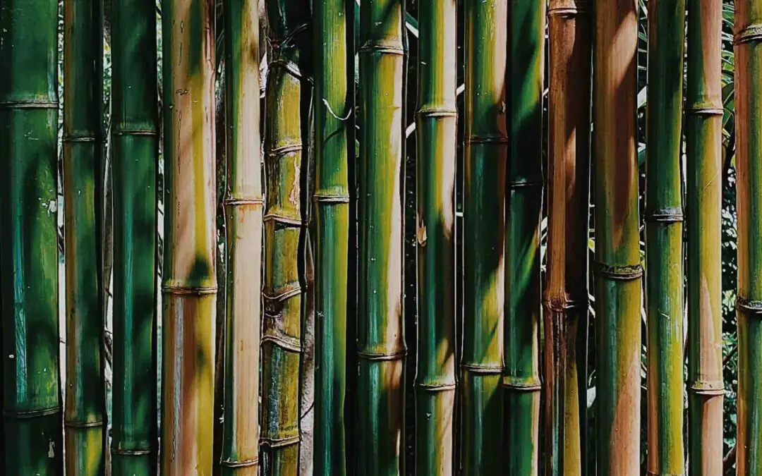 Several ways to treat bamboo for building
