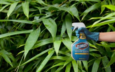 Killing bamboo with bleach and gasoline