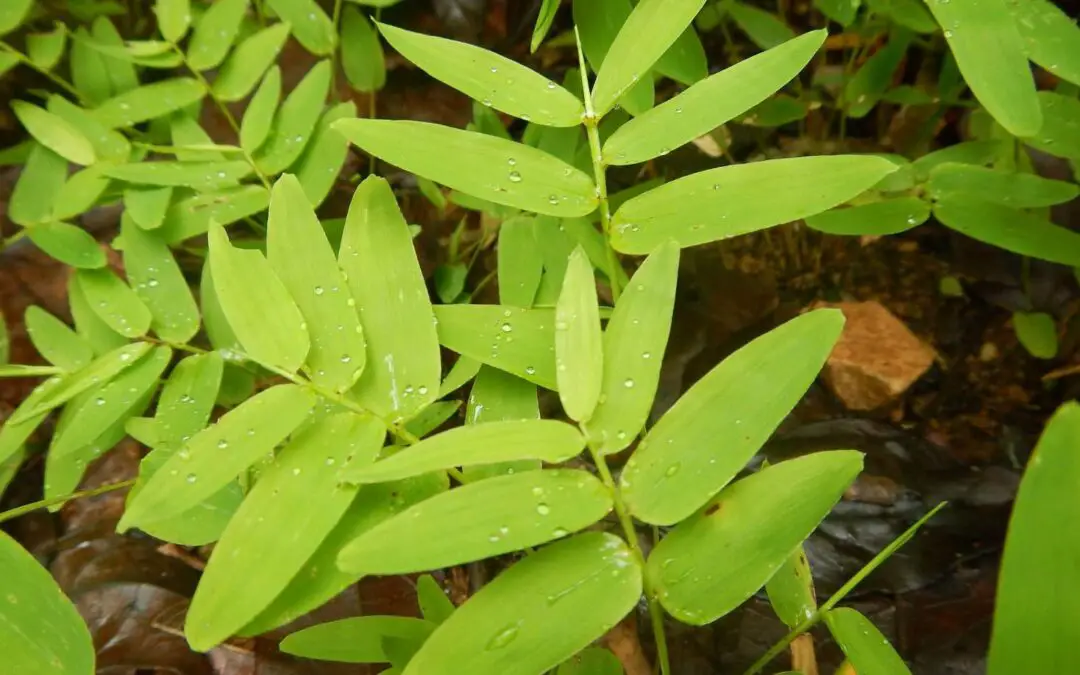 Woody vs Herbaceous Bamboo: Introducing Olyreae
