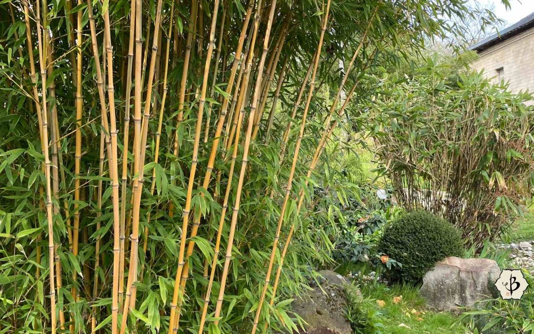 Growing Bamboo: A complete how-to guide