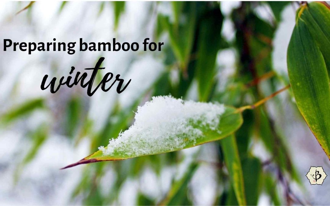 Prepare bamboo for winter