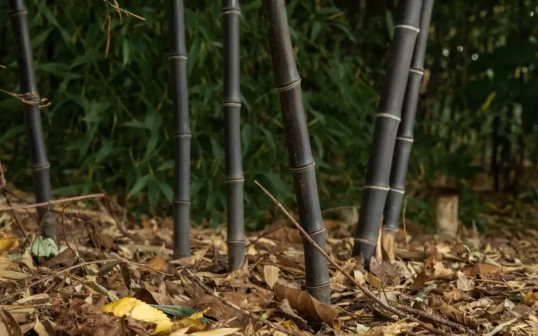 Preparing bamboo for winter