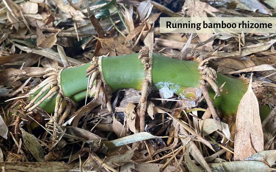 Running bamboo rhizome roots